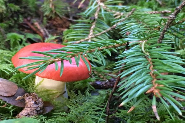 Runot: Juurilla ja latvassa