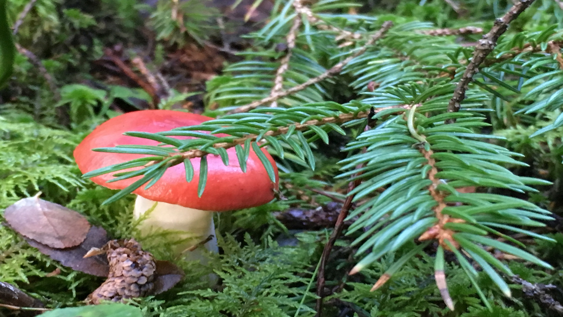 Runot: Juurilla ja latvassa